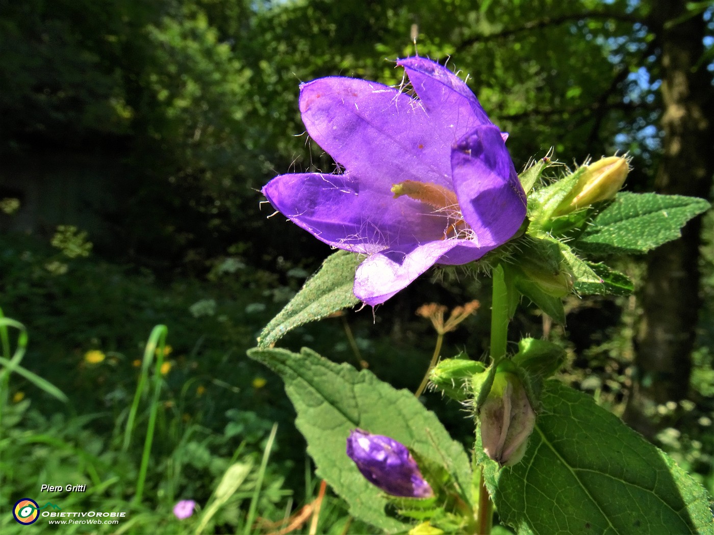 65 Un bel fiore di Campanula Barbata (Camapnula barbata).JPG